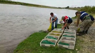 Kaçak olarak kurbağa toplayanlara para cezası