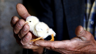 Kahramanmaraşta 4 ayaklı civciv dünyaya geldi