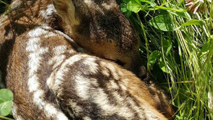 Karaca-geyik üretme merkezinde yılın ilk yavrusu sevinci