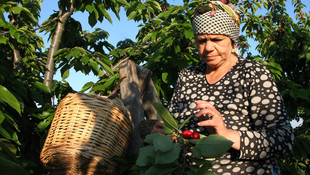 Karahıdır kirazının hasadı başladı