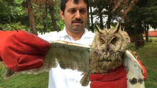 Kargaların saldırdığı baykuş tedavi ediliyor