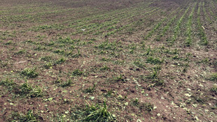 Kayseri'de çiftçiyi dolu vurdu