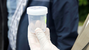 Kestane ağaçlarında gal arısı önlemi