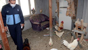 Kümese çevrilen apartman dairesine tavuk operasyonu