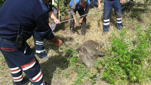 Kuyuya düşen yavru domuzu itfaiye kurtardı