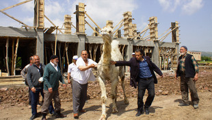 Mahalleli kurban edilecek devenin peşine düştü