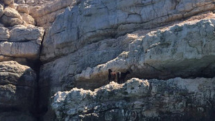 Mahsur kalan keçiler lastik botla kurtarıldı