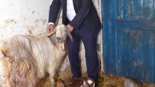 Malkara'da keçi beşiz doğurdu