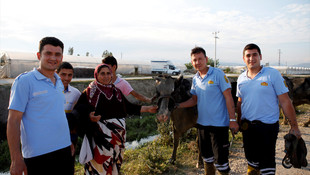 Mersin'de çamura batan hamile ineği itfaiye kurtardı