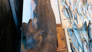 Mersin'de pamuk cinsi köpek balığı yakalandı