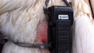 Mersin'de yaralı pelikan bulundu