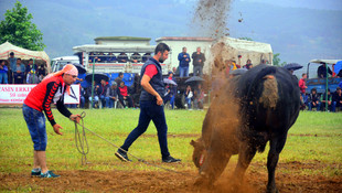 Muğla'da 18. Geleneksel Boğa Güreşi Festivali