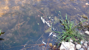 Muğla'da toplu balık ölümleri