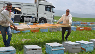 Muş ekonomisine ballı katkı
