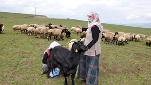 Muş'ta besicilerin çoban sıkıntısı