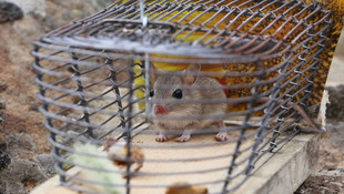 Nesli tükendi sanılan kayalık gerbili kapana düştü