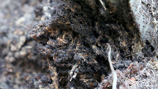 Ormanların koruyucu muhafızları kırmızı karıncalar iş başında