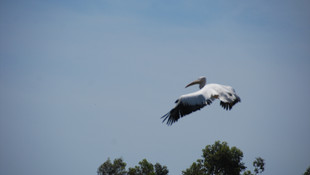Pelikan 9 yıl sonra doğal yaşamına döndü