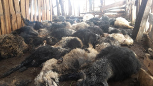 Pervari'de başıboş köpekler 38 oğlağı telef etti