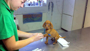 En az bizim kadar doktor korkusu yaşayan 15 sevimli hayvan