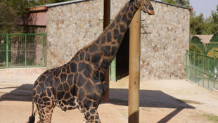 Şakirin düğün hazırlıklarına başlandı