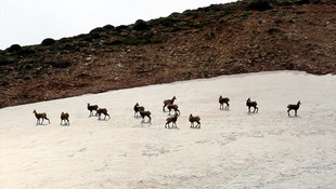 Şamualar Tunceli'de fotoğraflandı