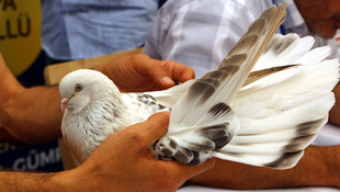 Şanlıurfa'da güvercin yarışması