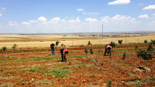 Şanlıurfa'da uyuşturucu operasyonu