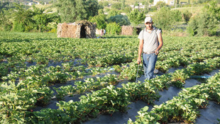 Sason çileği Avrupa pazarında