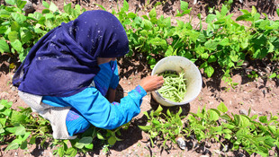 Sera dışı fasulye hasadı başladı