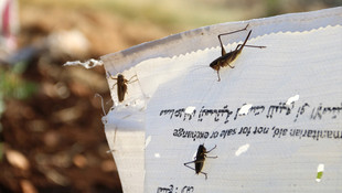 Suriyeli çiftçilerin çekirgeler karşısındaki çaresizliği