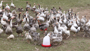 Tarımda Kadın Girişimciliğinin Güçlendirilmesi Programı