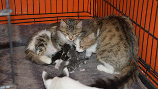 Terör mağduru kediler koruma altında