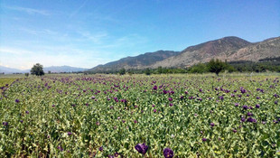 Tokatta 1 milyon kök haşhaş ele geçirildi