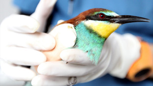 Üveyiğin yaralı kanadına platin takıldı