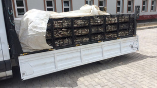 Van'da inci kefali operasyonu