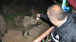 Yaban domuzlarını elleriyle besliyorlar
