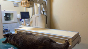 Yaralı yavru ayı tedavi altına alındı