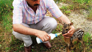 Yavru karacaları doğal ortamından koparmayın