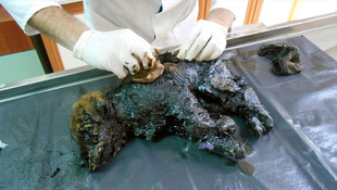 Yavru köpek Ziftin inanılmaz değişimi