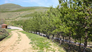 Yeşil Bayburt için ormanlık alanlar iki katına çıkarıldı