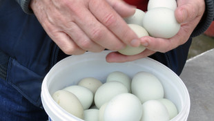 Yeşil yumurtayı 5 liradan satıyor