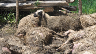 Yozgat'ta kurtlar koyunlara saldırdı