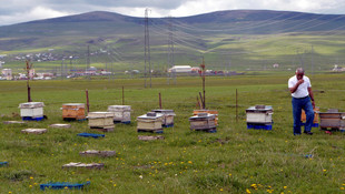 Yurda kaçak sahte Kafkas ana arı girişi yapıldığı iddiası