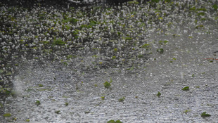 Ağrı'da dolu yağışı tarım ürünlerine zarar verdi
