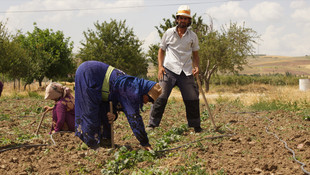 Ankara'da Suriyeli mevsimlik işçi dönemi