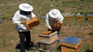 Arılar da yaylaya taşındı