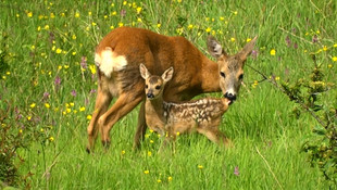 Av rehberi, karaca ile yeni doğan yavrusunu görüntüledi
