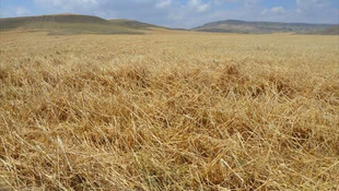 Ayaş'ta şiddetli yağış