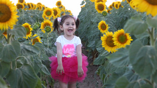 Ayçiçek tarlaları, fotoğraf stüdyosuna döndü